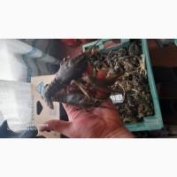 Живие раки