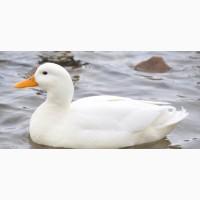 Утка Благоварка (белая)