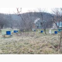 Продам бджолосімї, можливо разом з вуликами