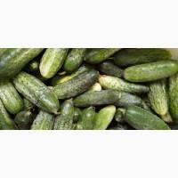 Продам домашний огурец