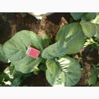 ТАБАК домашній МАХОРКА для мужиків