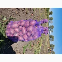 Продам картоблю сорт Белароса Есмі Арізона