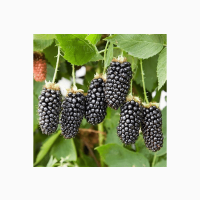 Продам Ожину Карака Блек (колюча)