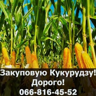Куплю кукурудзу в будь якій кількості, на постійній основі
