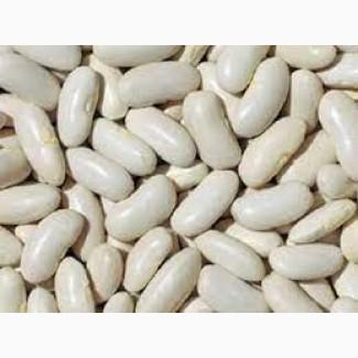 Закуповуємо білу квасолю на консервування