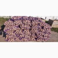 Продам картофель сорт Белая роза Славянка