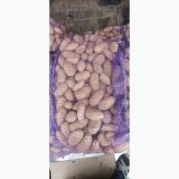 Продам картофель сорт Белая роза Славянка