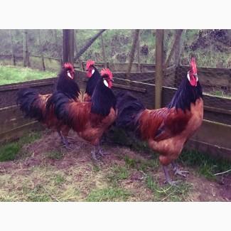 Інкубаційне яйце та курчата. Форверк