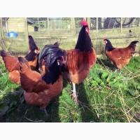 Інкубаційне яйце та курчата. Форверк