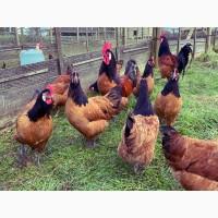 Інкубаційне яйце та курчата. Форверк