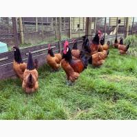 Інкубаційне яйце та курчата. Форверк