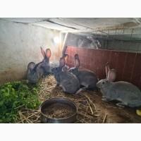 Продам кроликов на развод (порода европейская шиншилла)