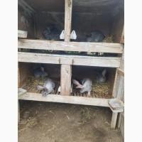 Продам кроликов на развод (порода европейская шиншилла)