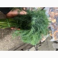 Продам зелень