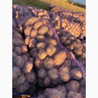 Картопля Мелоді