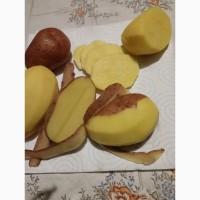 Продам товарнучервону картоплю