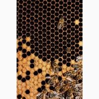 Продам бджолопакети Карпатка