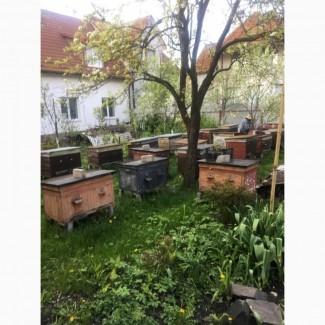 Продам обладнання для пасіки б/у