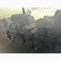Продам картоплю 22 тонни