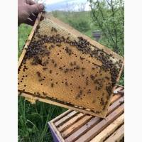 Оголошення!!! Продам бджолопакети на весні 2025