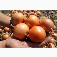 Соковита молода цибуля з Дніпропетровщини - оптом від 10 т