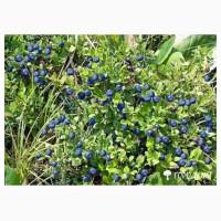 Куплю чорниці