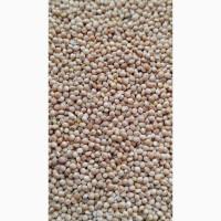 Продам просо біле (Panicum miliaceum)- 3т