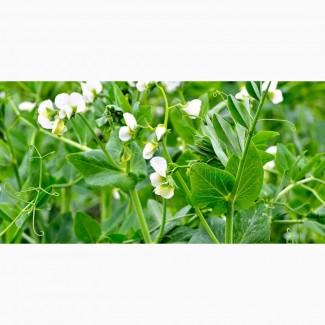 Горох зимуючий зелений Авірон 1р