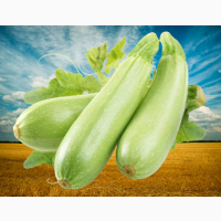 Кабачок «Езра f1»