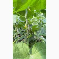 Продам огірок оптом тепличний