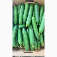 Продам огірок оптом тепличний