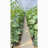 Продам огірок оптом тепличний