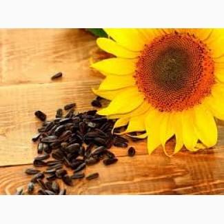 Агрокомпанія купить Соняшник. По Україні