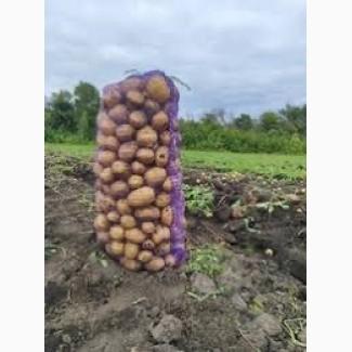 Посадкова картопля Арізона Харківська область купити для посадки, роздріб від 10 кг