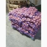 Продаж картоплі з овочебази в Житомирі