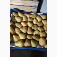 Продам грушу сорту Ноябрська
