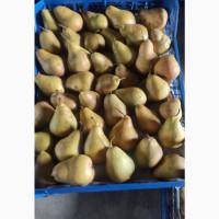 Продам грушу сорту Ноябрська