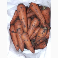 Продам морковь