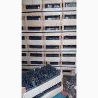 Продам виноград Молдова