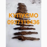 Купимо купуємо шкіри хутро куниці та бобра ДОРОГО