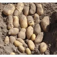Гранада насіннєва картопля 1-2 репродукція, оптові поставки Україна