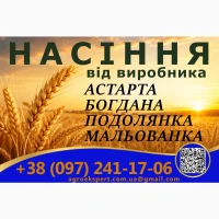 Пшениця озима Астарта, Богдана, Подолянка, Мальованка