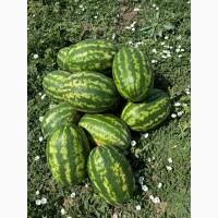 Продам кавун