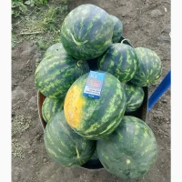 Продам кавун сорт Лузітана