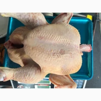 Продам тушки домашнего бройлера