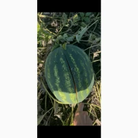 Продам кавун оптом карістан/арашан