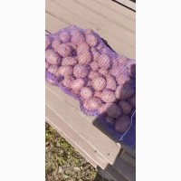 Продам товарну картоплю