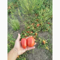 Продам помідор з поля