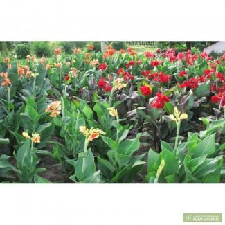 Продам корневища канны садовой (20 сортов)