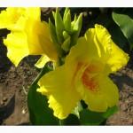 Продам корневища канны садовой (20 сортов)